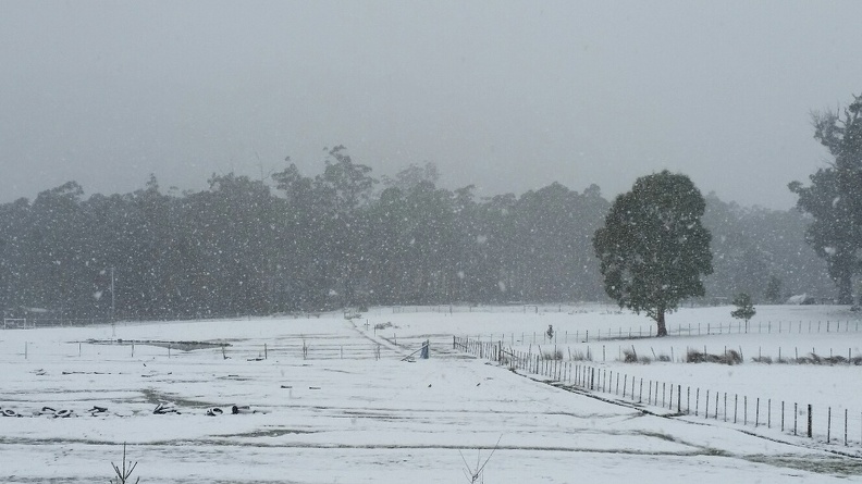 Snow falling in Allens Rivulet, Tasmania